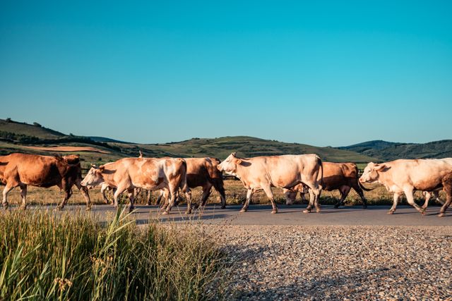 A group of cows walking on a rural road surrounded by picturesque countryside during a sunny summer day.